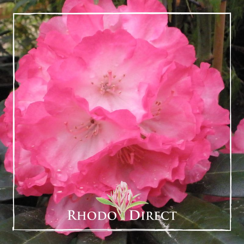 Rhododendron rhododendron rhododendron rhodo.
