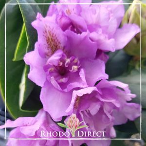 Rhodo direct rhododendron rhododendron rhododen.