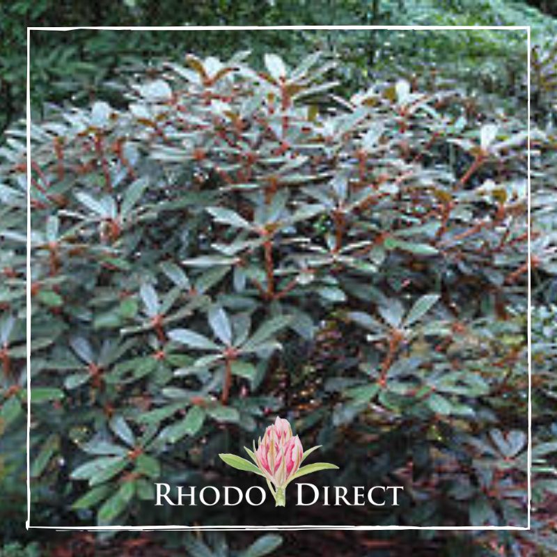 Rhododendron rhododendron rhododendron rhodo.