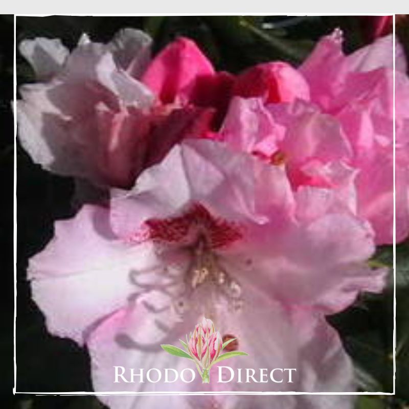 Rhodo direct rhododendron rhododendron rhododen.