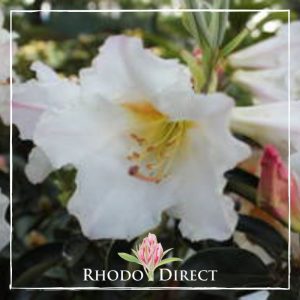 Rhododendron rhododendron rhododendron rhodo.