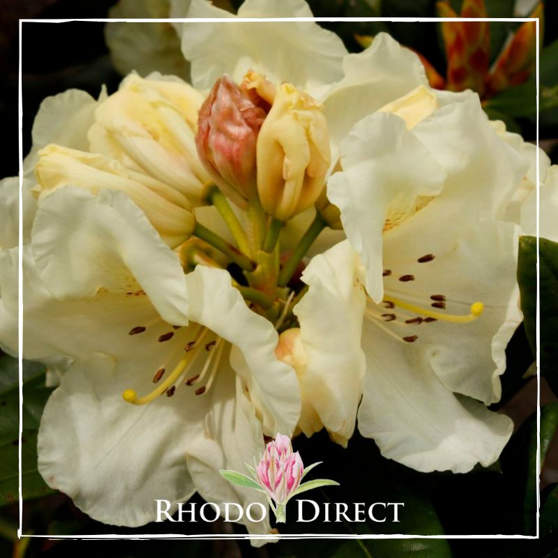 Rhododendron rhododendron rhododendron rhodo.