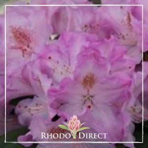 Rhododendron rhododendron rhododendron rhodo.