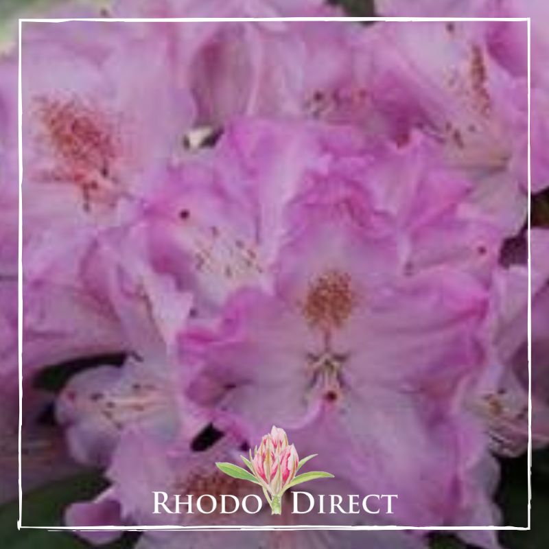 Rhododendron rhododendron rhododendron rhodo.