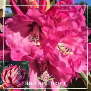 Rhodo direct rhododendron rhododendron rhododen.