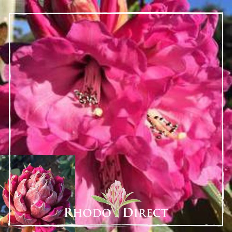 Rhodo direct rhododendron rhododendron rhododen.