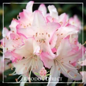 Rhododendron rhododendron rhododendron rhodo.