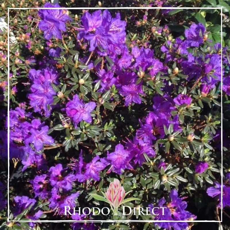 Rhododendron - rhododendron - rhododendron -.