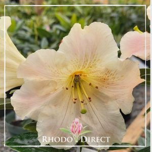 Rhodo direct rhododendron rhododendron rhododen.