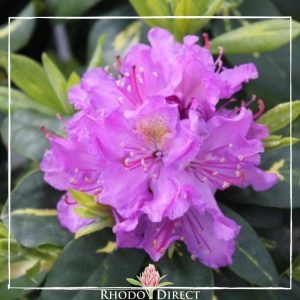 Rhododendron rhododendron rhododendron rhodo.