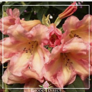 Rhododendron rhododendron rhododendron rhodo.