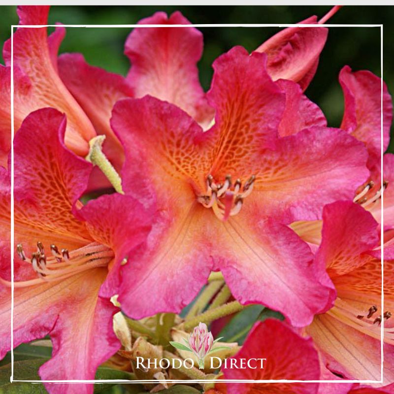 Rhododendron direct rhododendrons.
