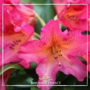 Rhododendrons rhododendrons rhododendrons rh.