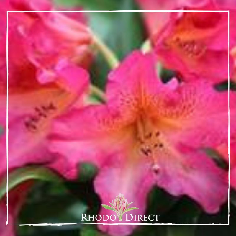Rhododendrons rhododendrons rhododendrons rh.