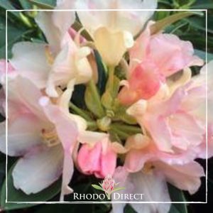 Rhododendron direct rhododendron rhododendron rhod.