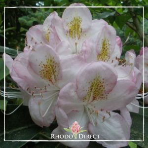 Rhododendron rhododendron rhododendron rhodo.