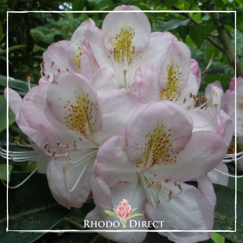 Rhododendron rhododendron rhododendron rhodo.