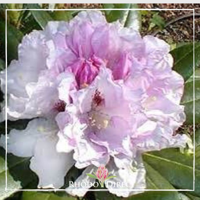 Rhododendron rhododendron rhododendron rhodo.