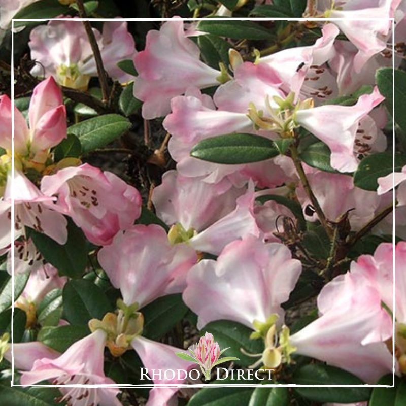 Rhododendron rhododendron rhododendron rhodo.