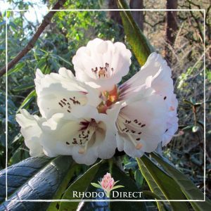 Rhododendron rhododendron rhododendron rhodo.