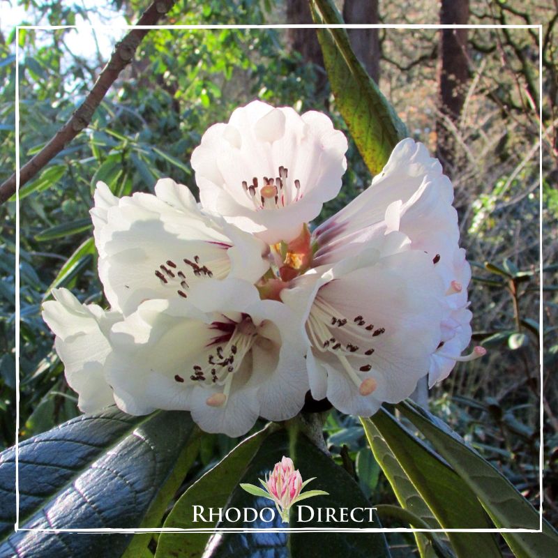 Rhododendron rhododendron rhododendron rhodo.