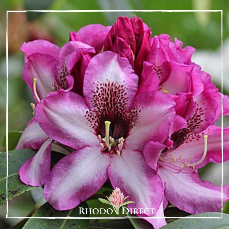 Rhododendron rhododendron rhododendron rhodo.