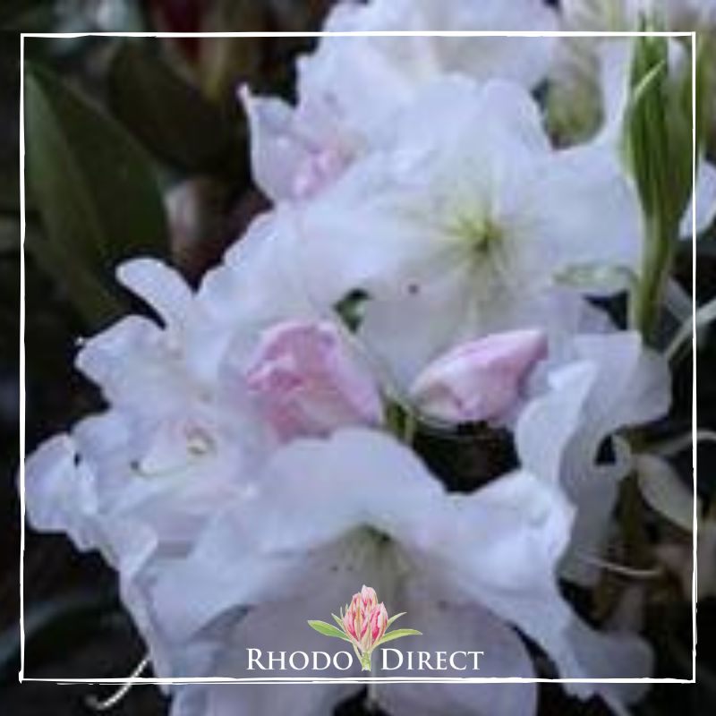 Rhododendron rhododendron rhododendron rhodo.