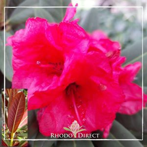 Rhododendron rhododendron rhododendron rhodo.