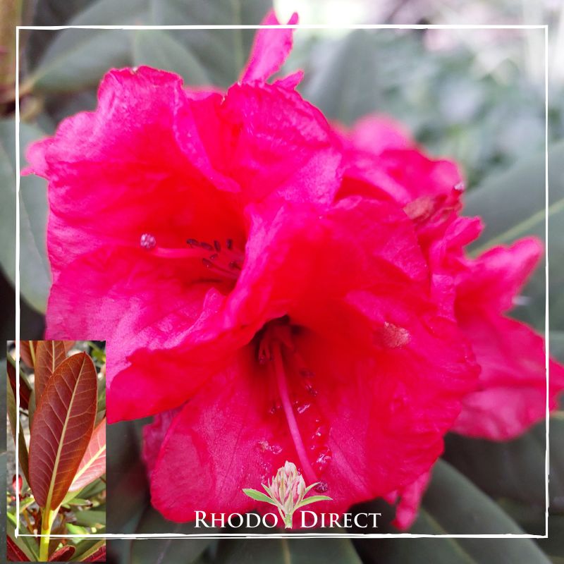 Rhododendron rhododendron rhododendron rhodo.