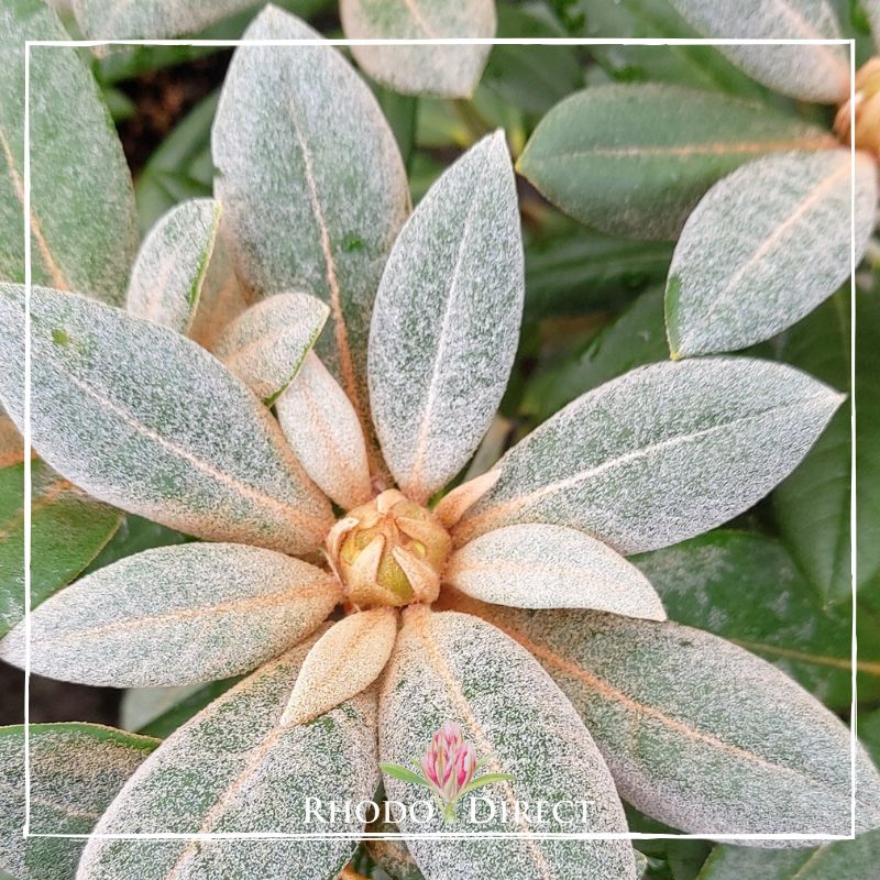 A close up of a plant with white leaves.