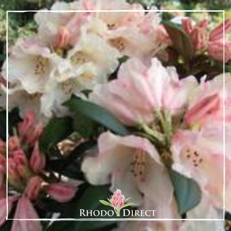 A pink rhododendron with the words rhododendron direct.