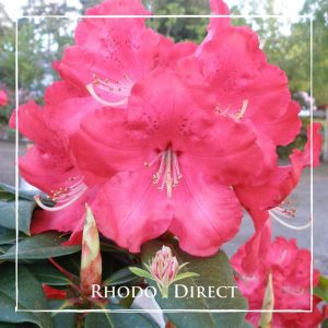 A red rhododendron with the words rhododendron direct.