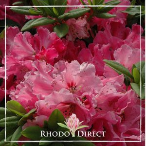 Rhododendron direct rhododendron rhododendron rhod.