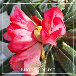 Rhododendron rhododendron rhododendron rhodo.