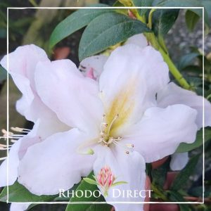 Rhododendron direct rhododendron rhododendron rhod.