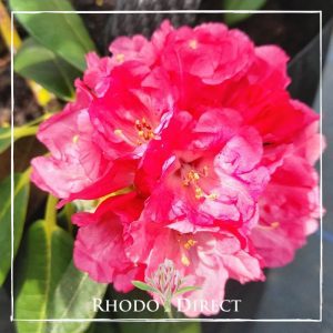 Rhodo direct rhododendron rhododendron rhododen.