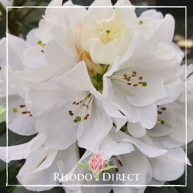 A white rhododendron with the words rhododendron direct.