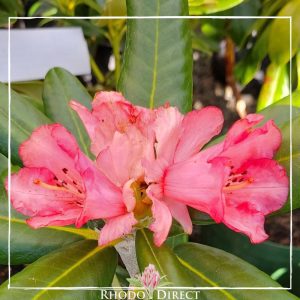 Rhododendron rhododendron rhododendron rhodo.