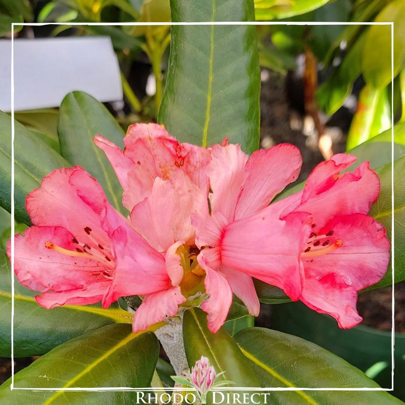Rhododendron rhododendron rhododendron rhodo.