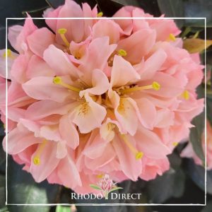 A pink rhododendron with the words rhododendron direct.