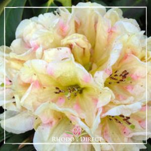 Rhododendron rhododendron rhododendron rhodo.