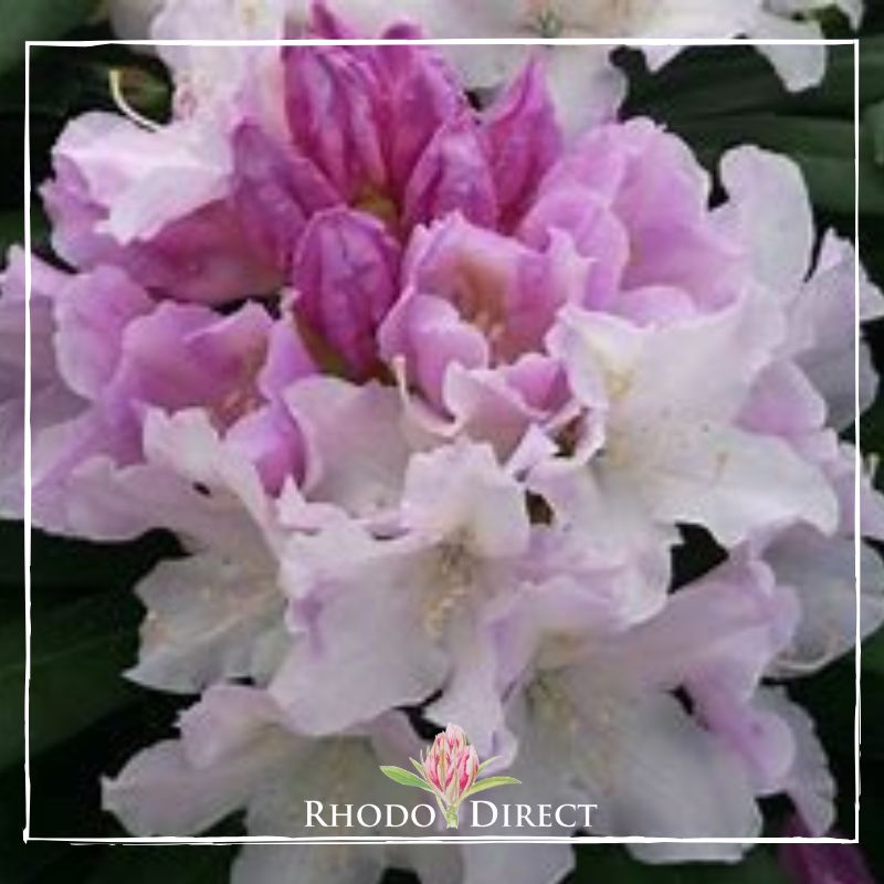 Rhododendron rhododendron rhododendron rhodo.