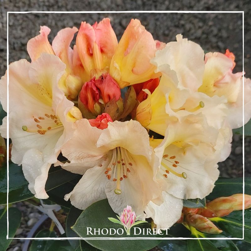 Rhododendron rhododendron rhododendron rhodo.