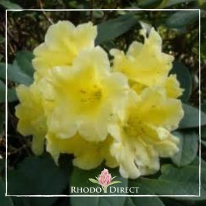 Rhododendron rhododendron rhododendron rhodo.