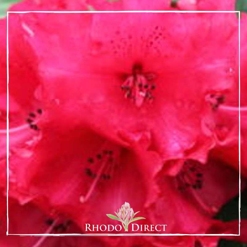 Rhododendron rhododendron rhododendron rhodo.