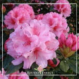 A pink rhododendron with the words rhododendron direct.