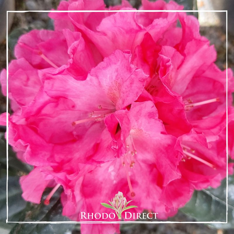 Rhodo direct rhododendron rhododendron rhododen.