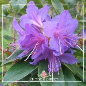 Rhododendron rhododendron rhododendron rhodo.