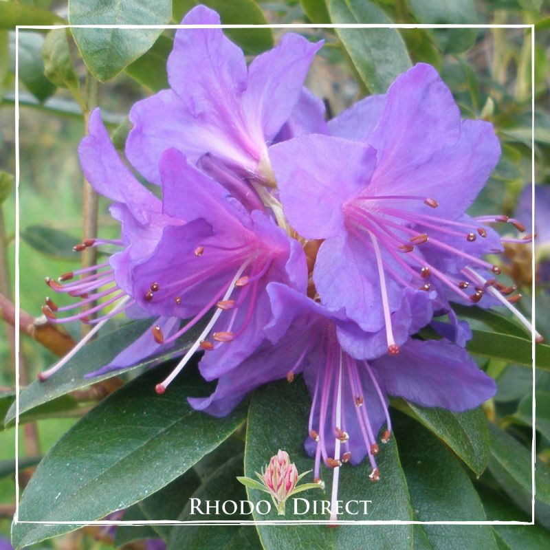 Rhododendron rhododendron rhododendron rhodo.