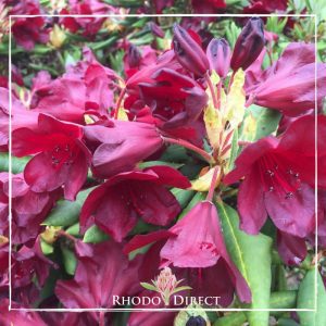 A red rhododendron with the words rhododendron direct.